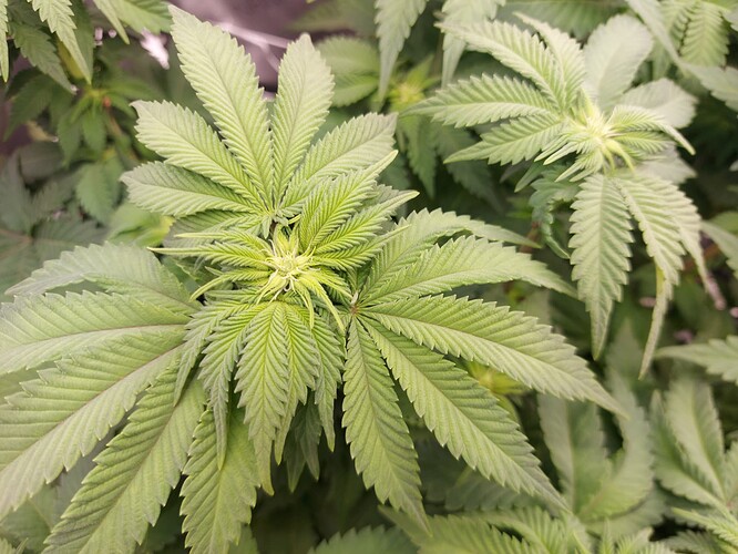 Growreport Bild 4