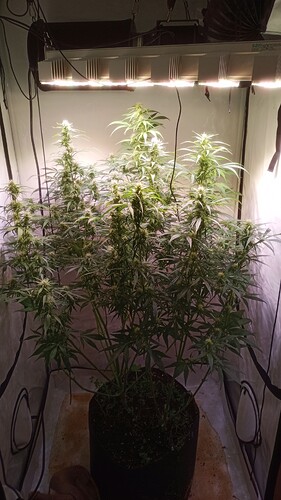 Growreport Bild 1