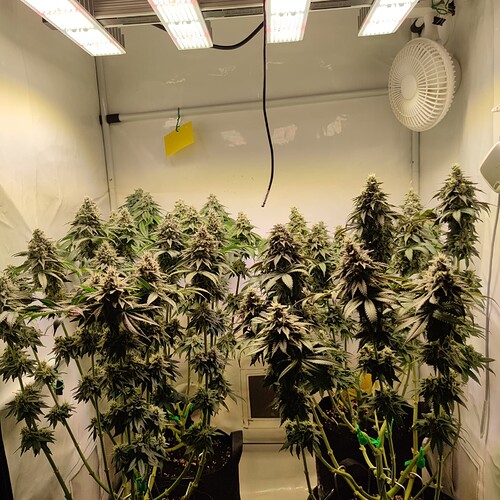 Growreport Bild 2