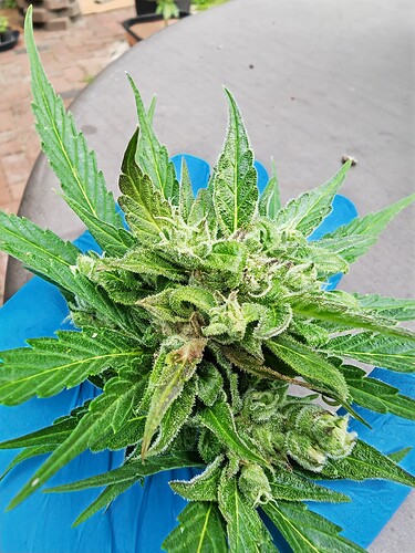 Growreport Bild 3
