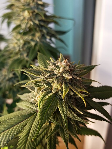 Growreport Bild 14