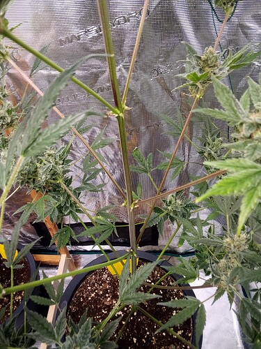 Growreport Bild 3