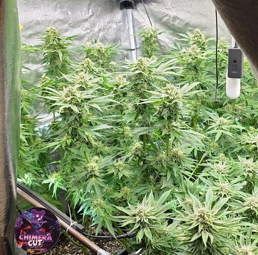 Growreport Bild 1