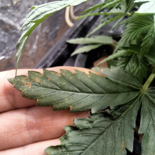 Nahaufnahme eines Cannabisblattes mit braunen Flecken und gelben Rändern, die auf einen Nährstoffmangel hindeuten.