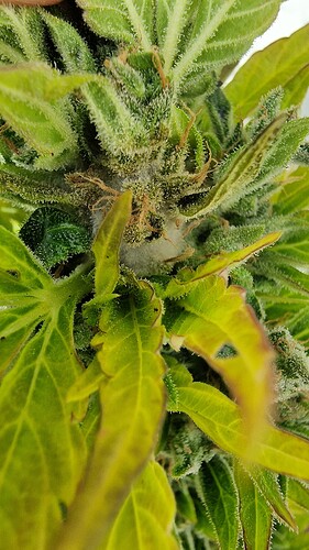 Growreport Bild 5