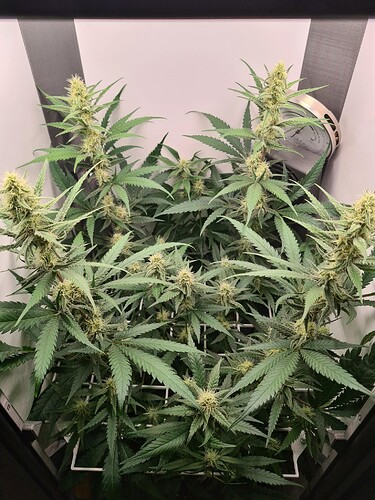 signal-2024-08-27-125747_002