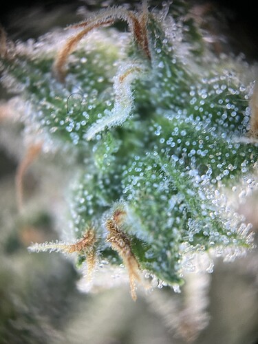 Growreport Bild 5