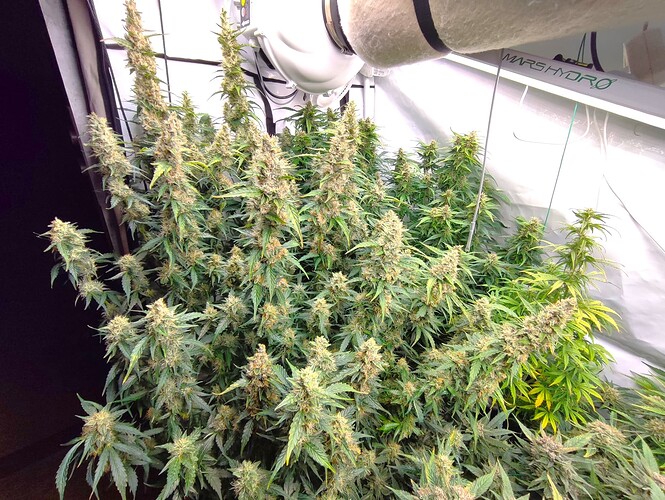 Growreport Bild 3