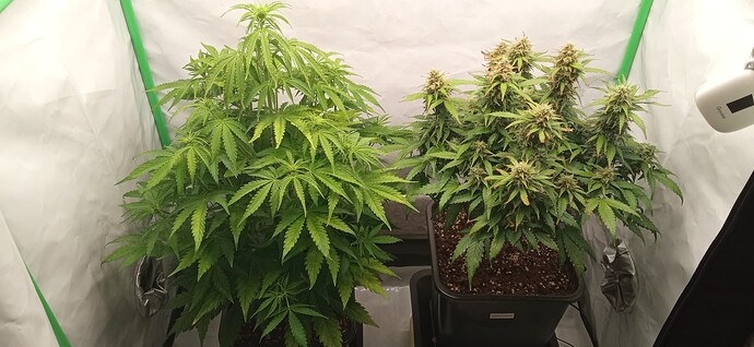 Growreport Bild 2