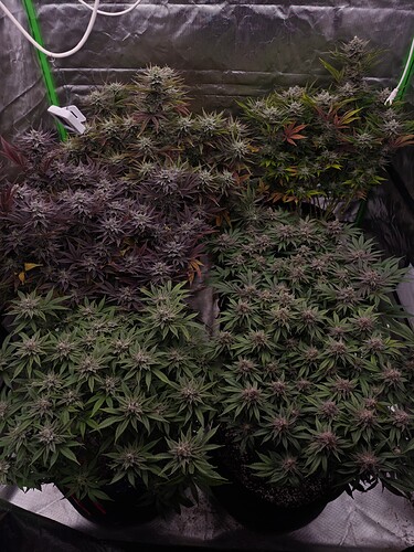 Growreport Bild 19