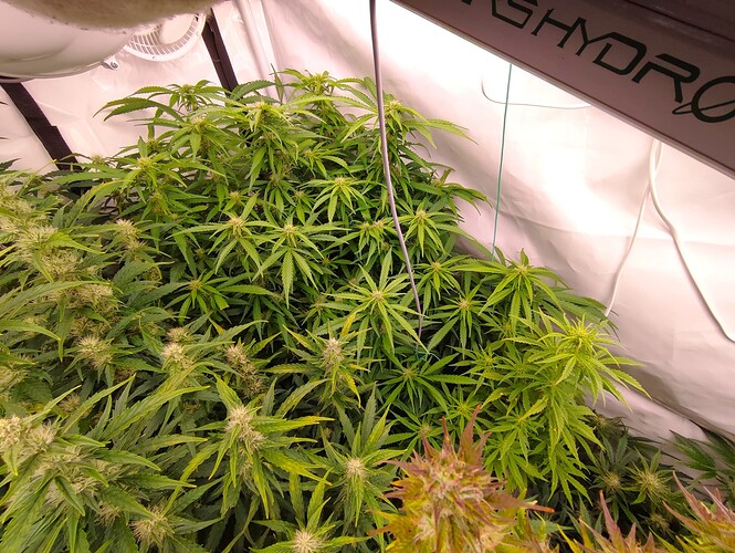 Growreport Bild 32