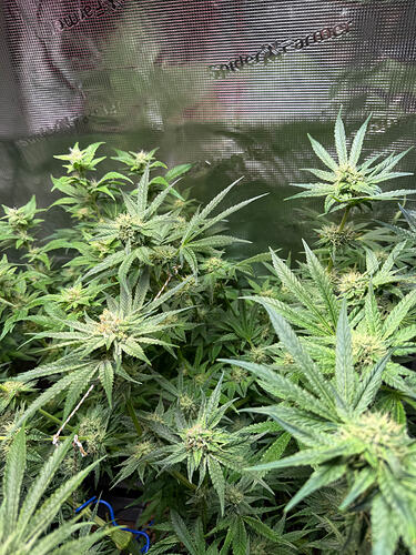 Growreport Bild 31