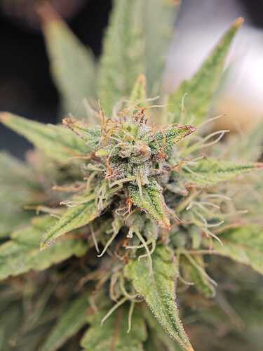 Growreport Bild 25