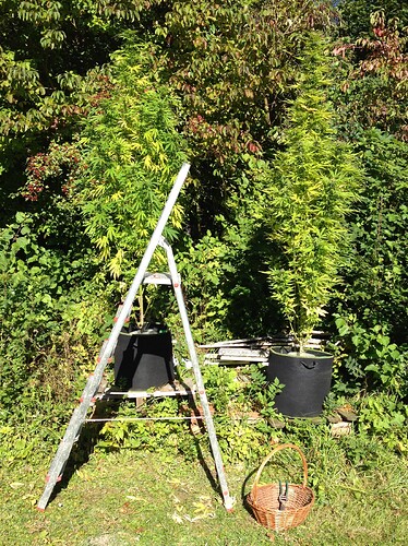 Grow25_0925_HK1noternte01