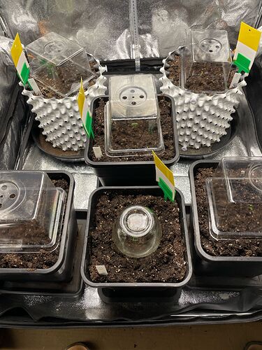 Growreport Bild 3