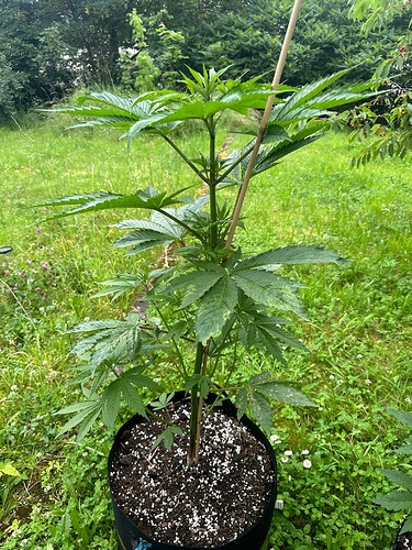 Growreport Bild 2