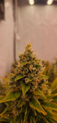 Growreport Bild 5