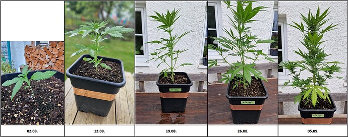 Growreport Bild 2
