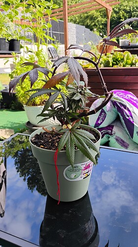 IMG_20250526_155506158_HDR