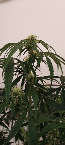 Growreport Bild 2