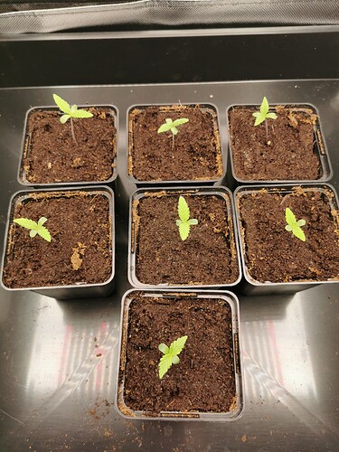 Growreport Bild 1