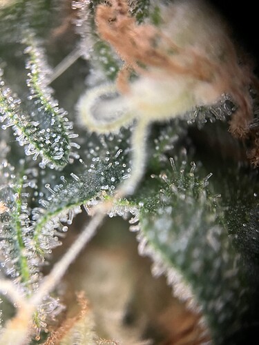 Growreport Bild 32