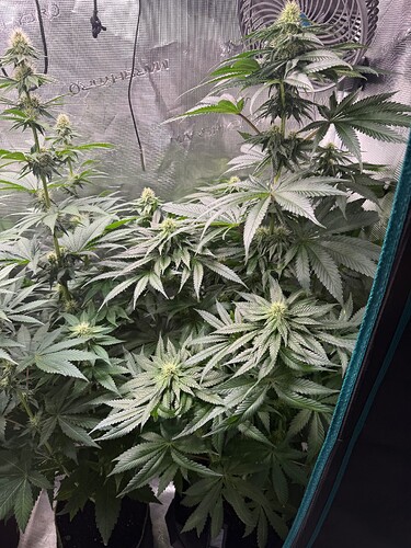 Growreport Bild 7