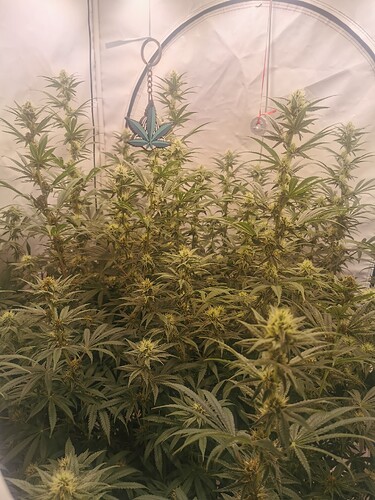 Growreport Bild 1