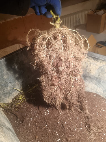 Eine Pflanze mit einem dichten Wurzelballen wird aus einem Topf genommen, wobei die Wurzeln fest am Topf anhaften.