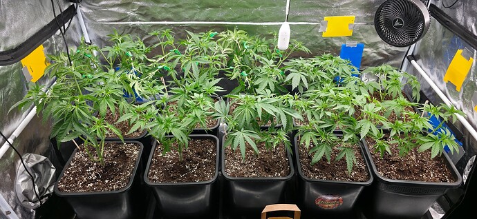 Growreport Bild 1
