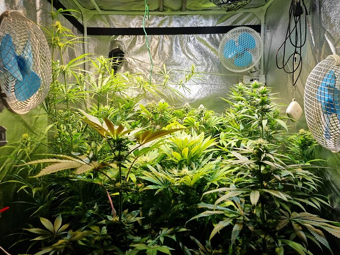 Mehrere Cannabispflanzen in einer Growbox, einige in der Blütephase, mit Ventilatoren und reflektierenden Wänden.
