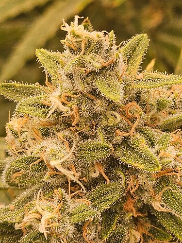 Growreport Bild 2