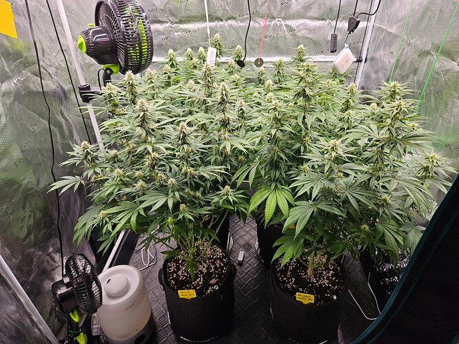 Growreport Bild 3