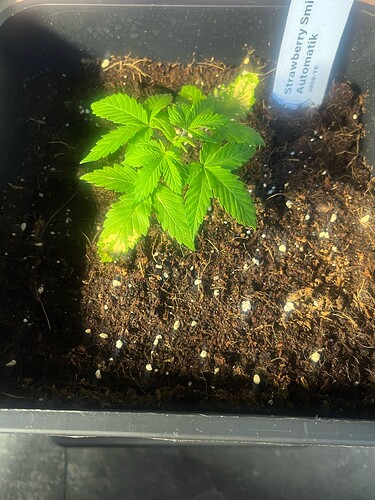 Growreport Bild 5