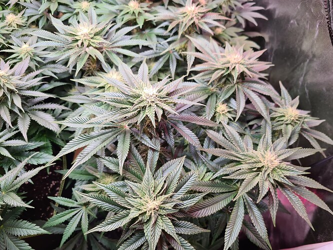 Growreport Bild 4