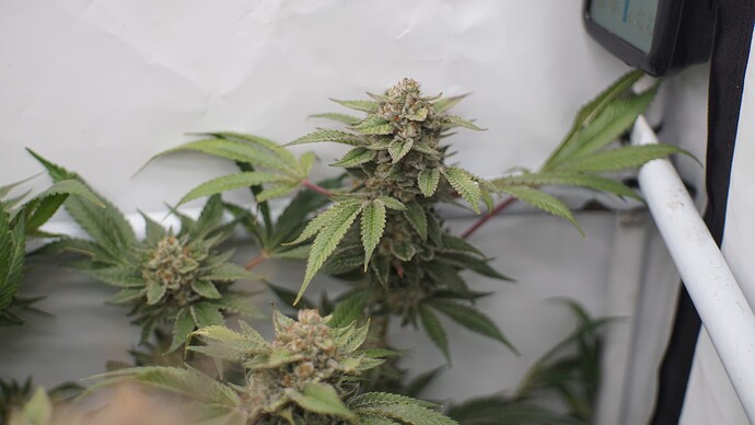Growreport Bild 7