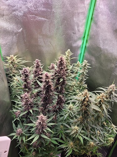 Growreport Bild 12