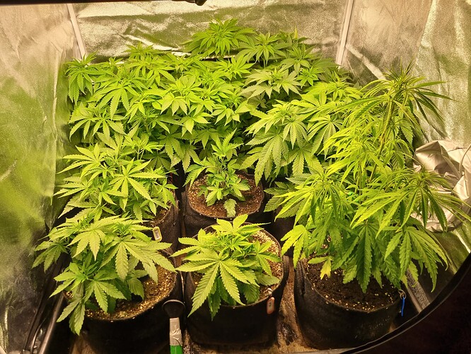 Mehrere junge Cannabispflanzen in Stofftöpfen wachsen in einer Growbox.