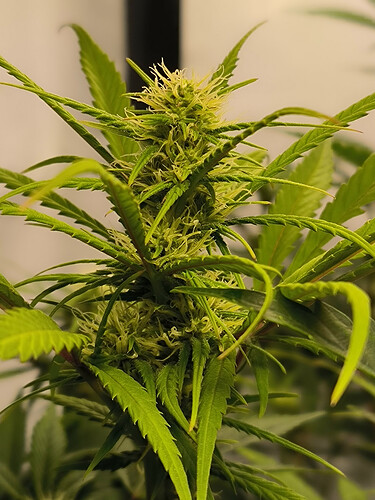Growreport Bild 75