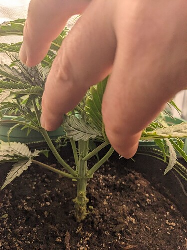 PXL_20240515_222238245