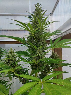 Growreport Bild 3