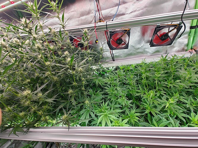 Growreport Bild 9