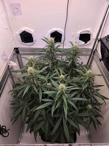 Growreport Bild 2