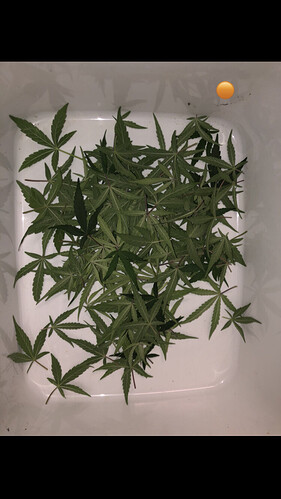 Growreport Bild 37