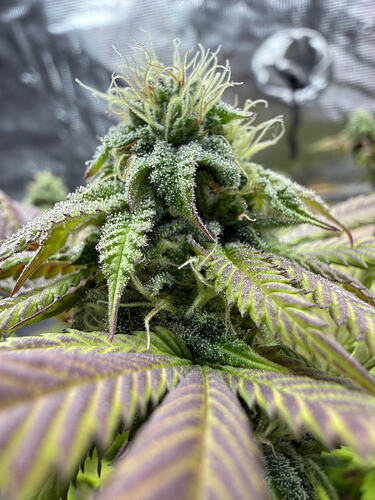 Growreport Bild 10