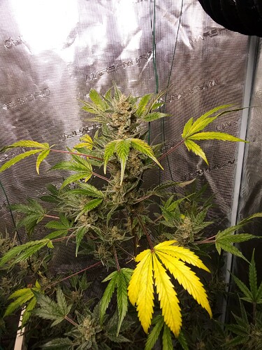 Growreport Bild 2