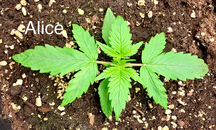 Growreport Bild 9