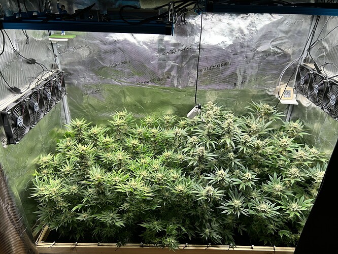 Eine Growbox mit mehreren blühenden Cannabispflanzen, beleuchtet von einer LED-Lampe und belüftet durch mehrere Ventilatoren.