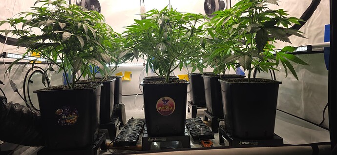 Growreport Bild 105