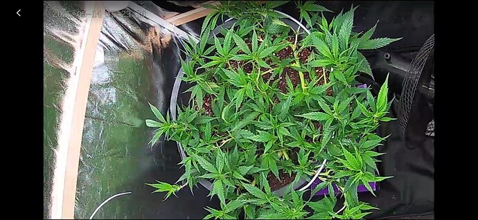 Screenshot_20250514_152322_YI IoT